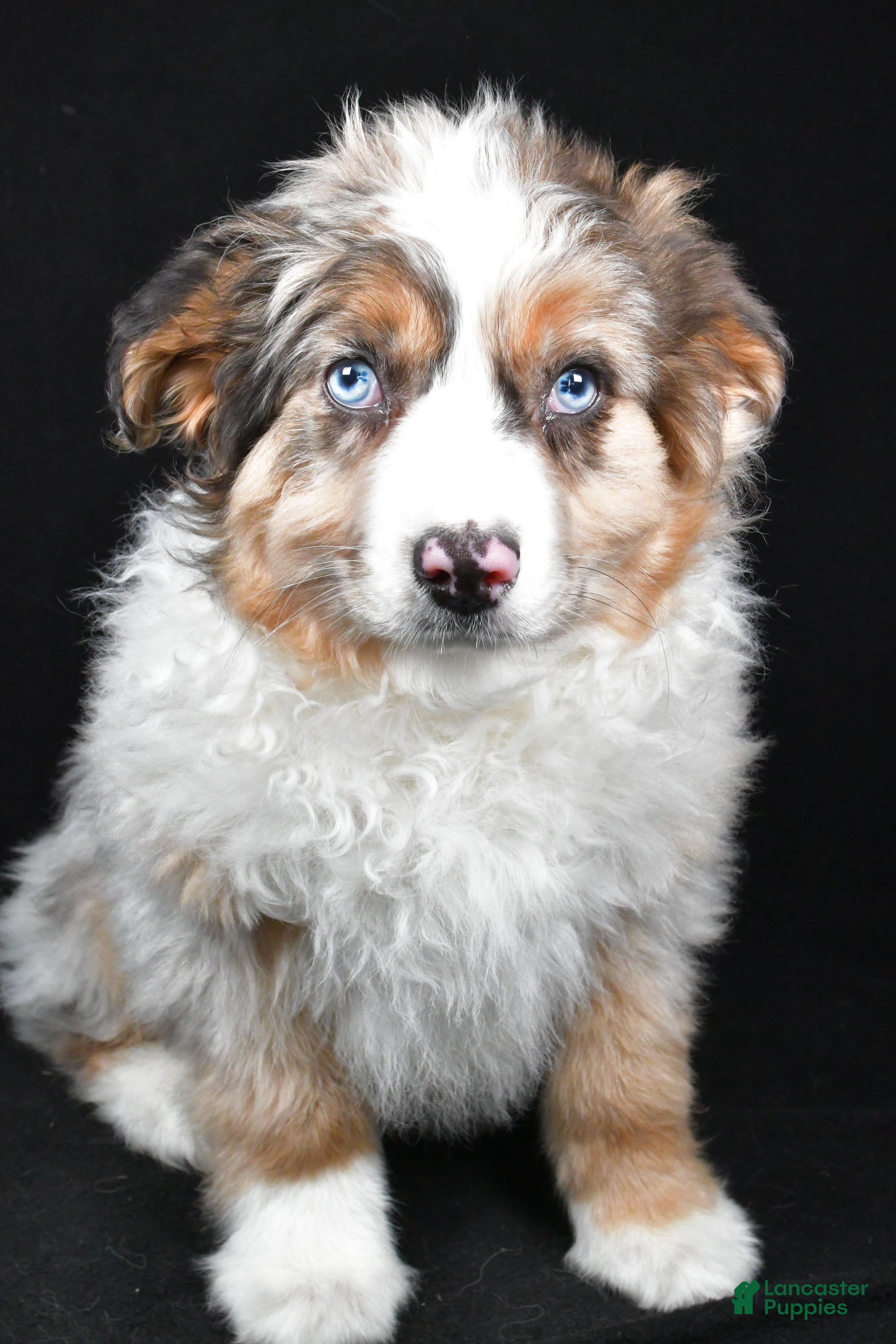 Australian Shepherd dogs Birley - Ad 17