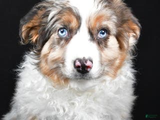 Australian Shepherd dogs Birley - Ad 17