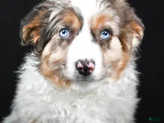 Australian Shepherd dogs Birley - Ad 41