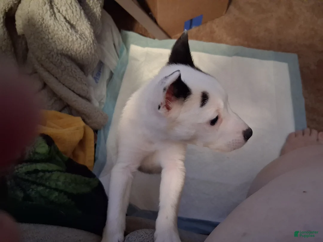 Mixed Breed dogs for sale: Mixed Breed Puppy 1 - Ad 2