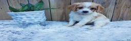 Cavachon dogs for sale: Bugle - Ad 3