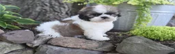 Shih Tzu dogs for sale: Barbie - Ad 3
