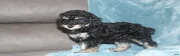 Miniature Poodle dogs for sale: Sherry - Ad 3