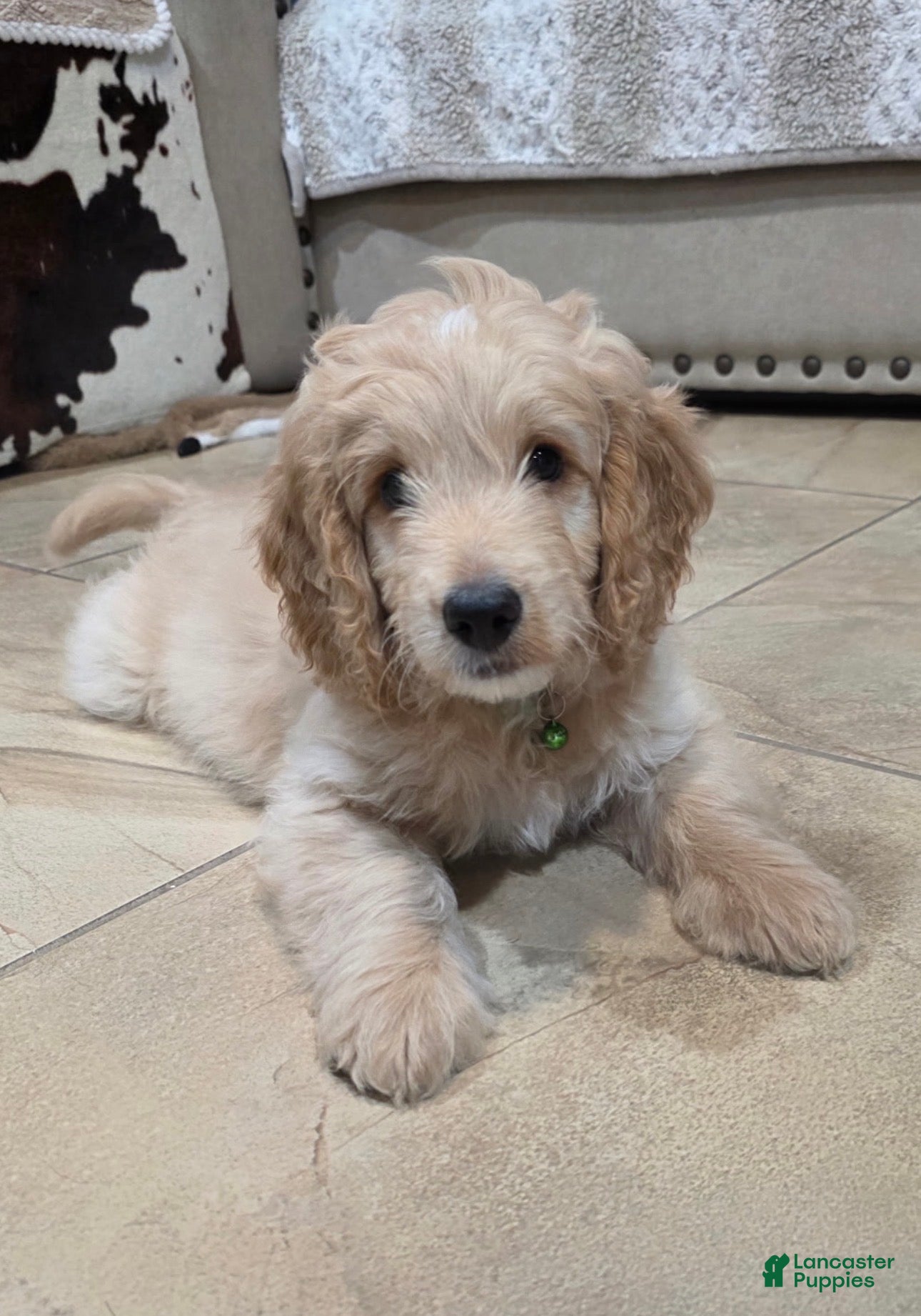 Mini Goldendoodle dogs Sonny Boy - Ad 1
