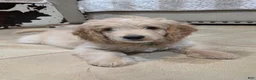 Mini Goldendoodle dogs for sale: Sonny Boy - Ad 1
