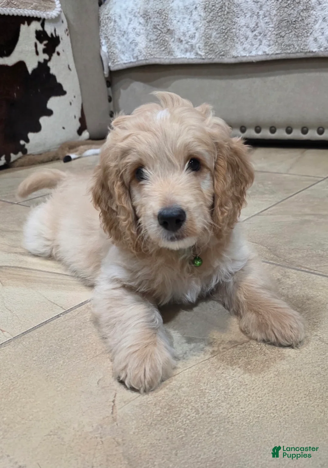 Mini Goldendoodle dogs for sale: Sonny Boy - Ad 1