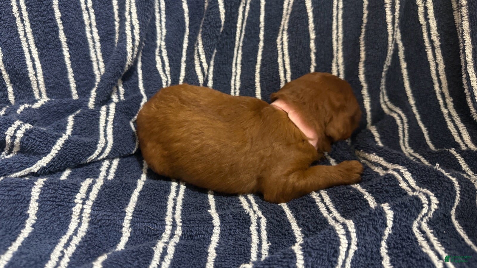 Goldendoodle dogs 🩷 Ms. Pink - Ad 2