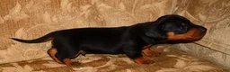 Miniature Dachshund dogs for sale: Milo - Ad 7