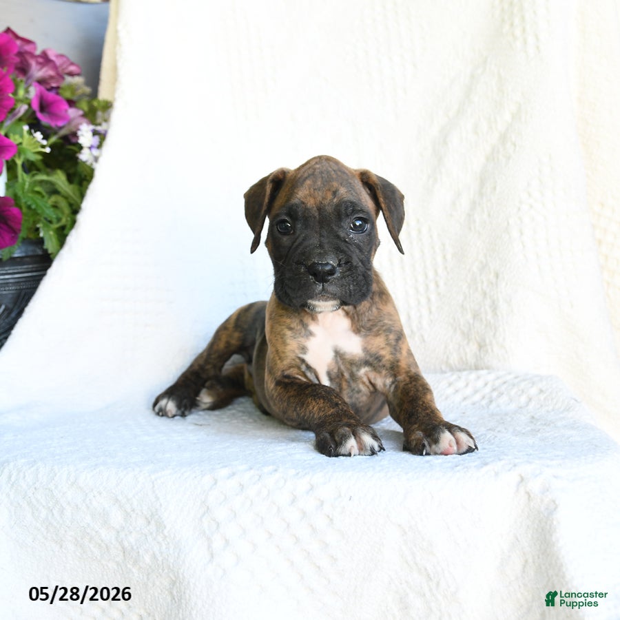 Boxer dogs Rascal - Ad 2