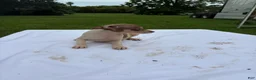 Rat Terrier dogs for sale: Rat Terrier 8 - Ad 2