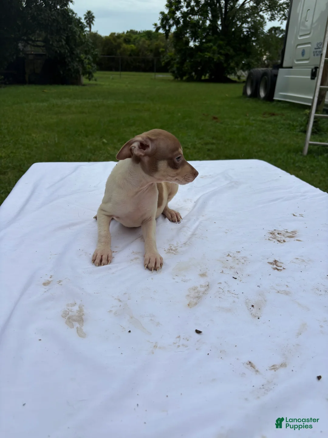 Rat Terrier dogs for sale: Rat Terrier 8 - Ad 2
