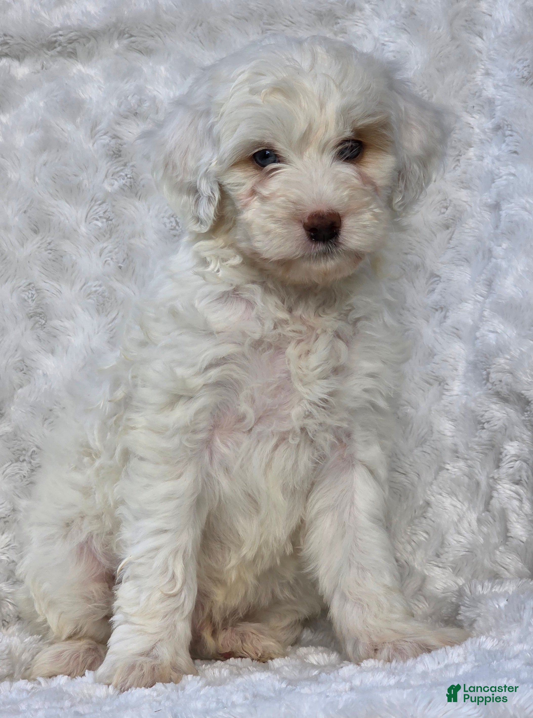 Mini Goldendoodle dogs Brent - Ad 1