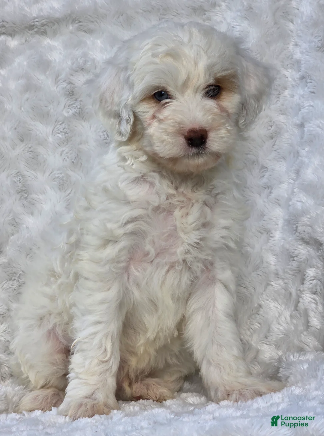 Mini Goldendoodle dogs for sale: Brent - Ad 1