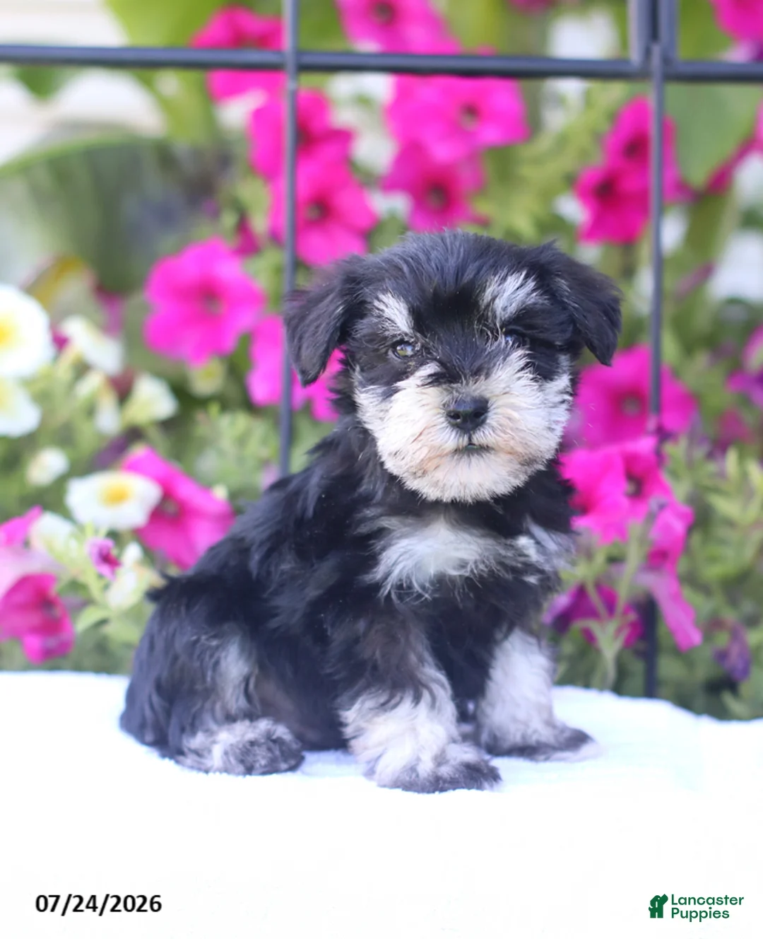 Miniature Schnauzer dogs for sale: Cameron - Ad 1