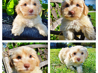 Havapoo dogs Fabio - Black Friday Sale - Ad 20