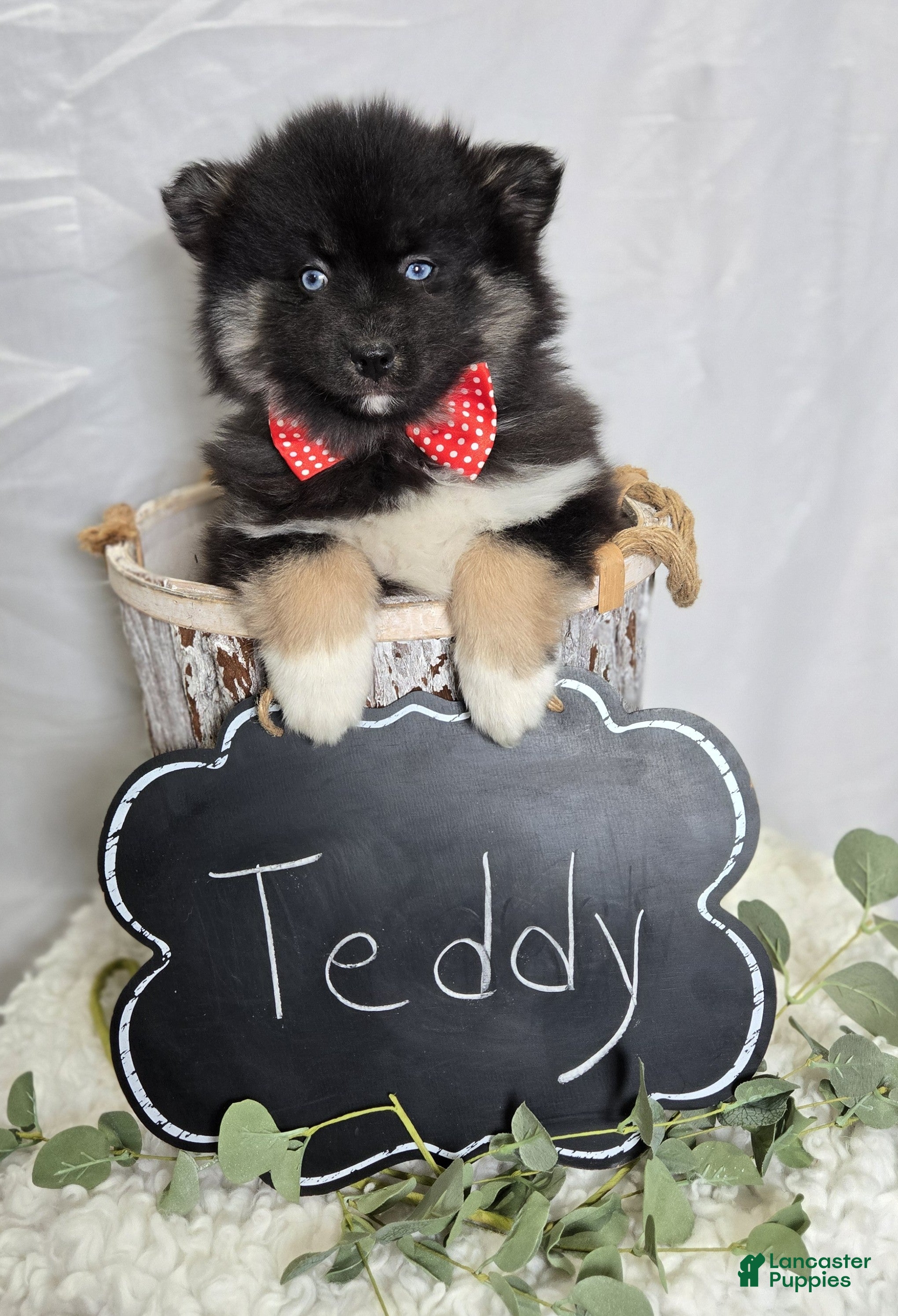 Pomsky dogs Teddy - Ad 2