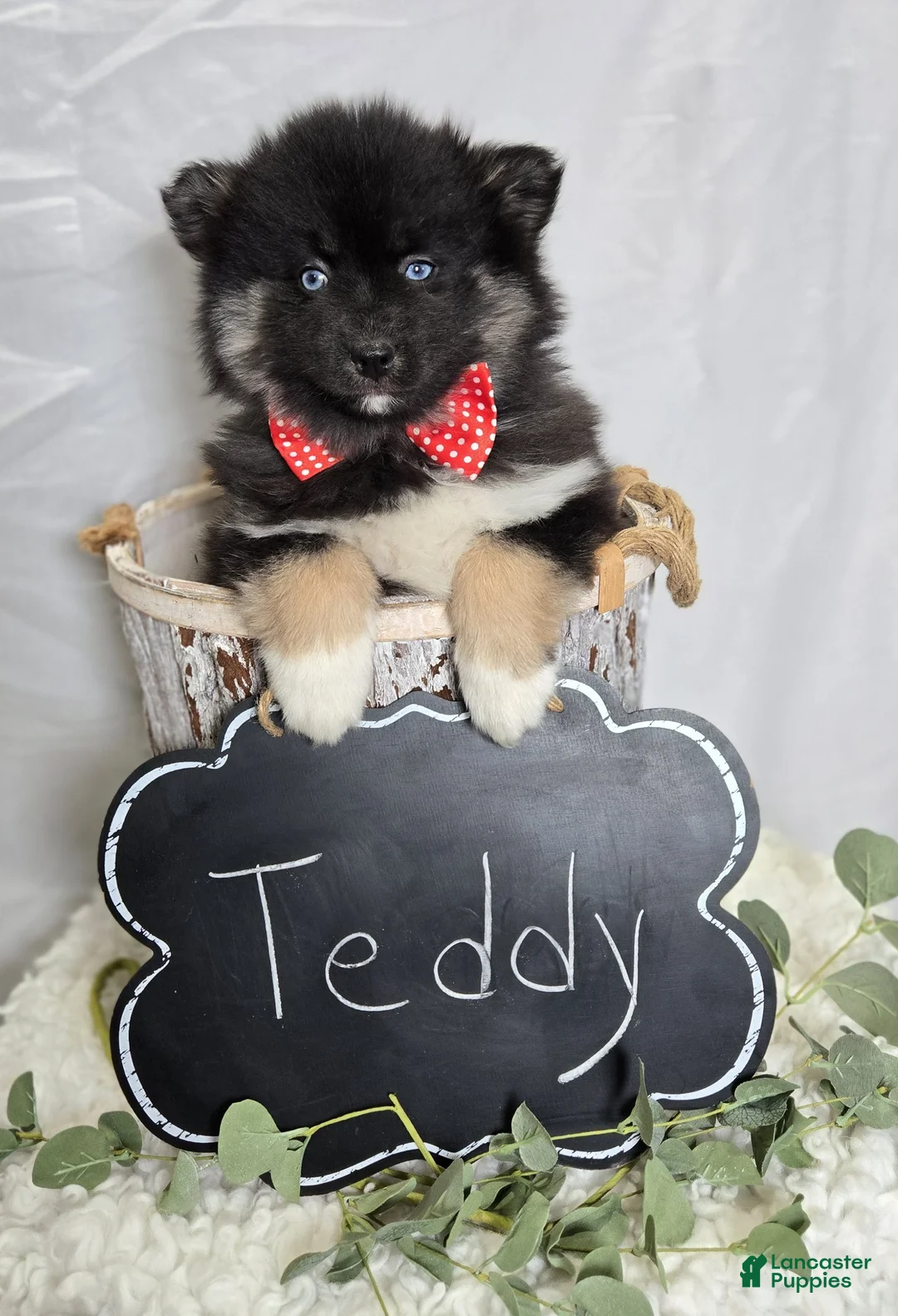 Pomsky dogs for sale: Teddy - Ad 2