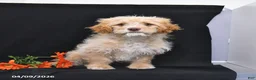 Cavapoo dogs for sale: Zeke - Ad 17