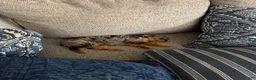 Mixed Breed dogs for sale: Rosie - Ad 4