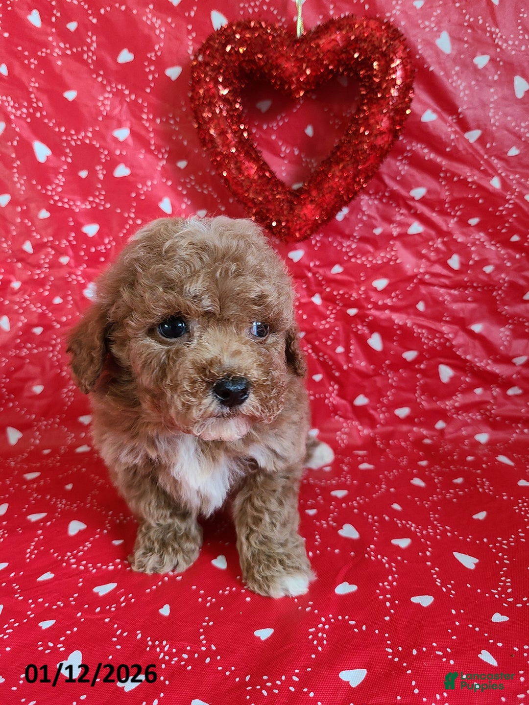 Bichpoo dogs for sale: Dash - Ad 3