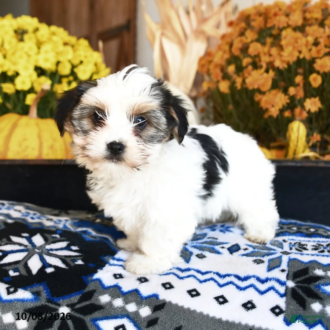 Shorkie dogs for sale: Pickles - Ad 2