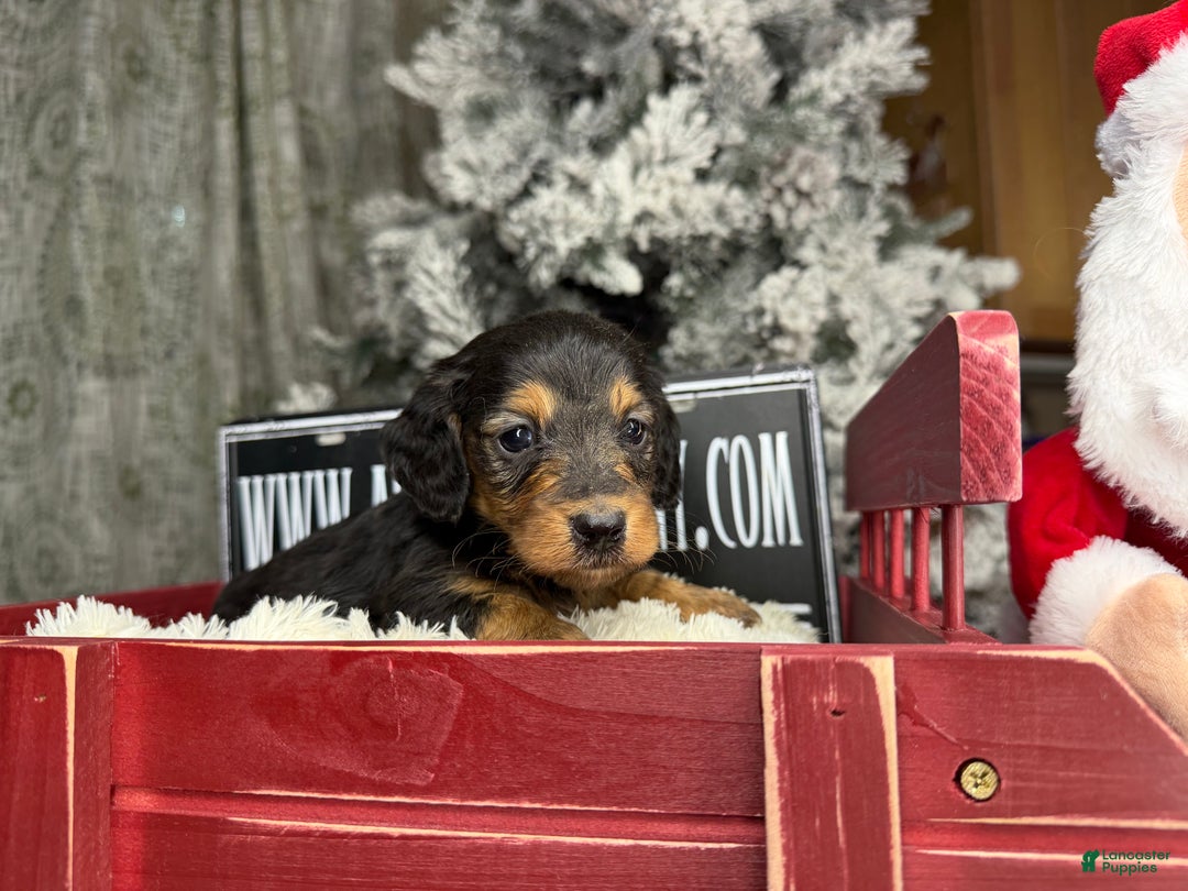 Miniature Dachshund dogs for sale: Russian red Triscuit larger - Ad 28