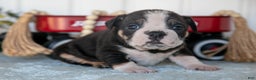 Mixed Breed dogs for sale: Tyson - Ad 1
