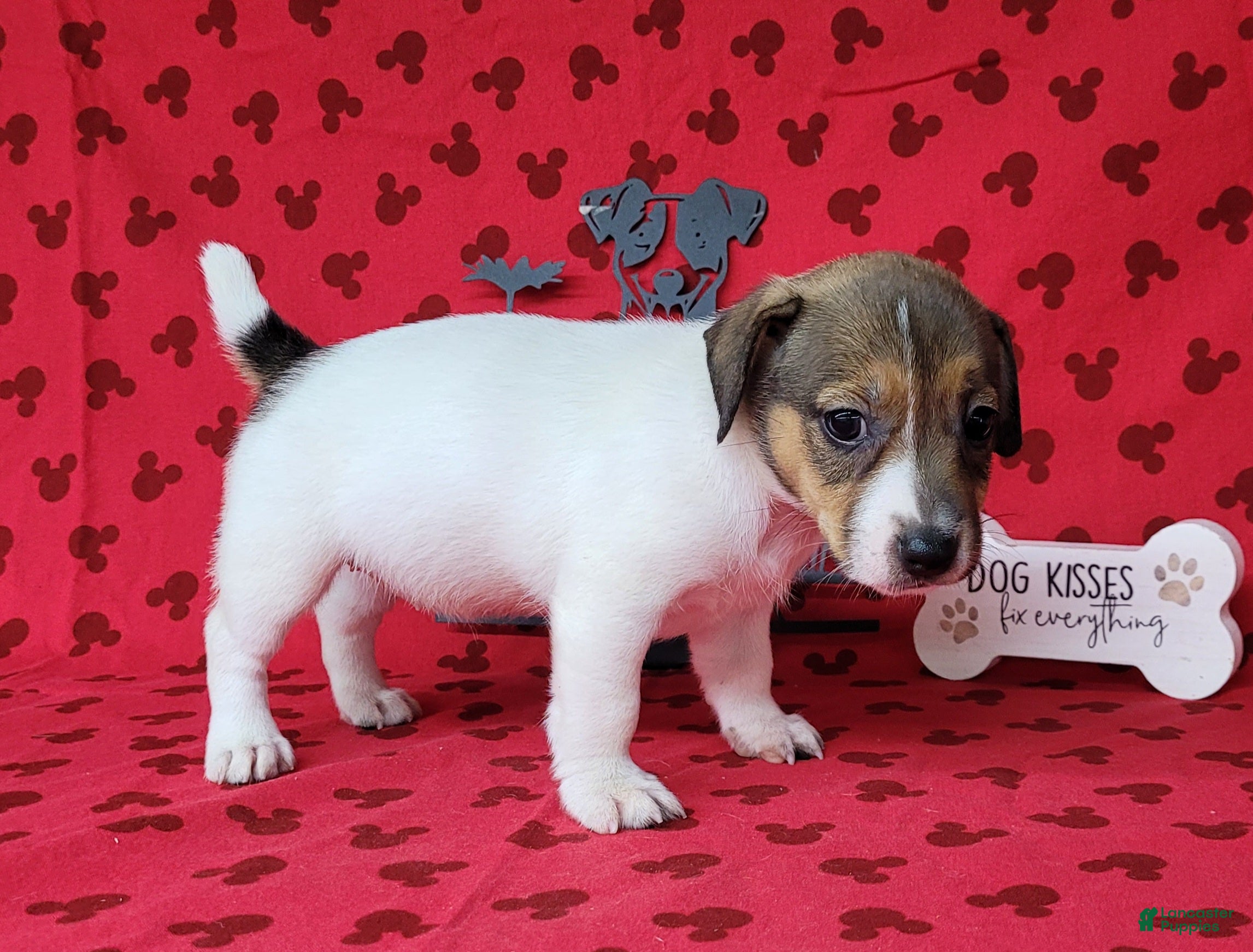 Jack Russell Terrier dogs "Pringle" CKC Reg female - Ad 1