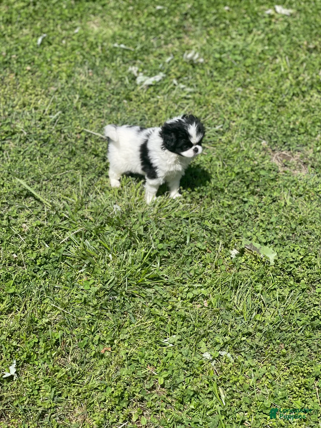Japanese Chin dogs for sale: Japanese Chin Puppy 14 - Ad 3