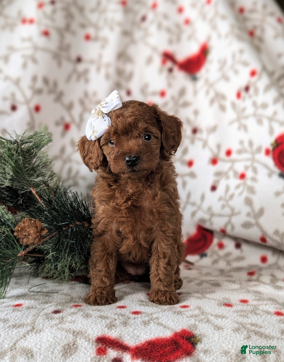 Cavapoo dogs for sale: Carissa Hypoallergenic - Ad 2