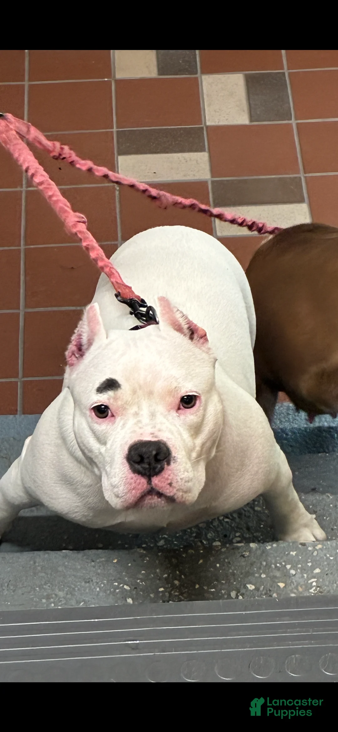 American Bully dogs for sale: American Bully Puppy 2 - Ad 2