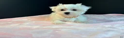 Maltese dogs for sale: Maltese 3 - Ad 3