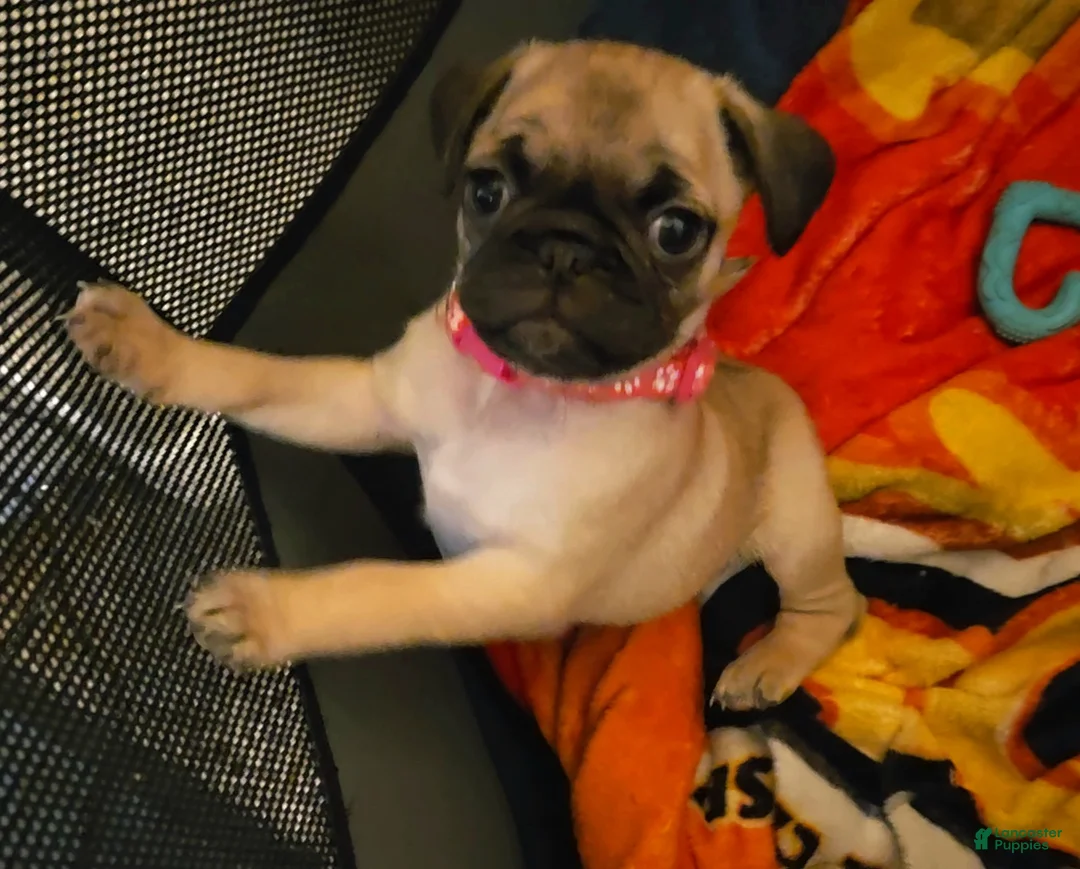 Pug dogs for sale: Pink - Ad 3