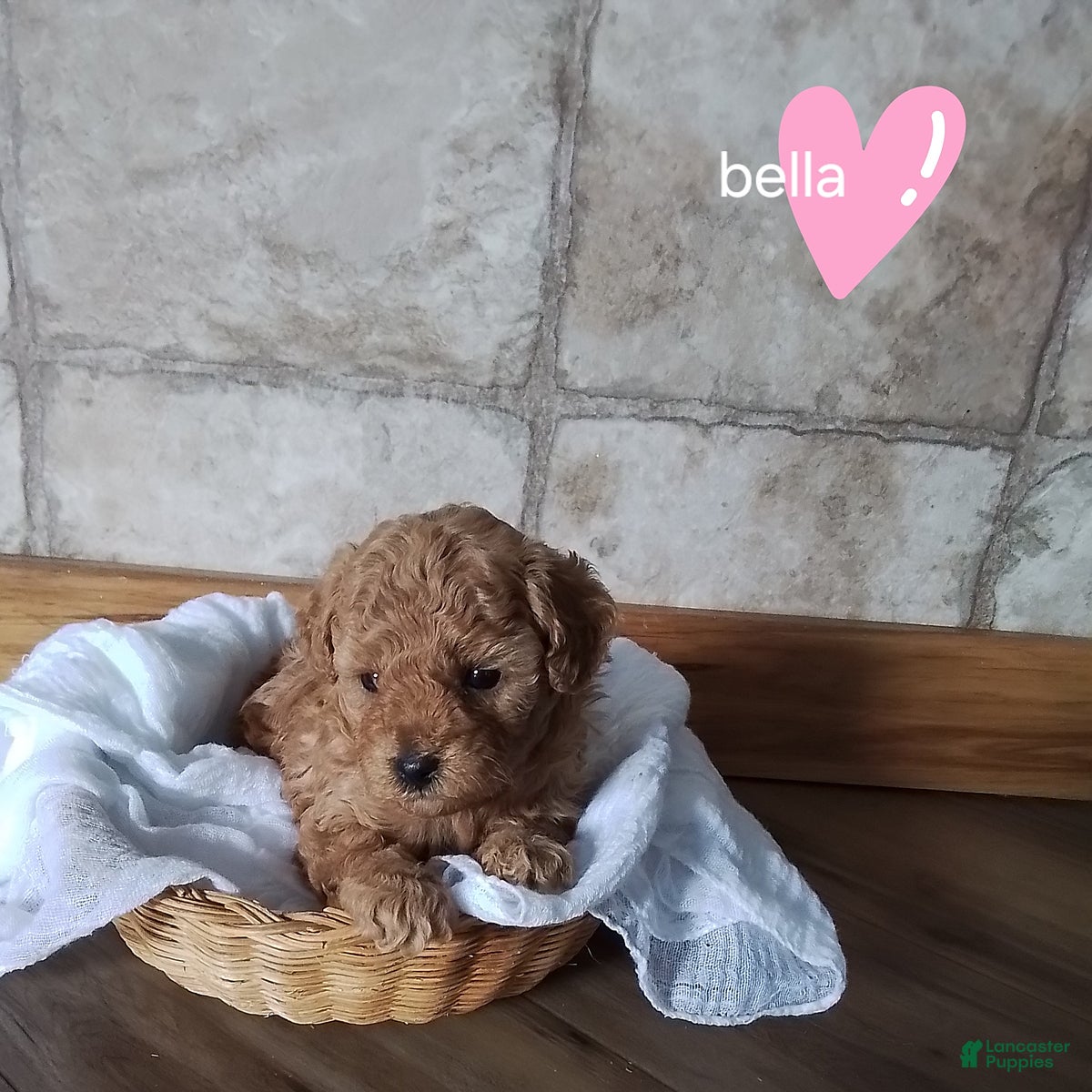 Toy Poodle dogs Bella - House Raised - Ad 1