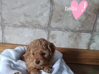 Toy Poodle dogs for sale: Bella - House Raised - Ad 1
