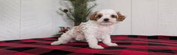 Cavapoo dogs for sale: Delilah  - Ad 7