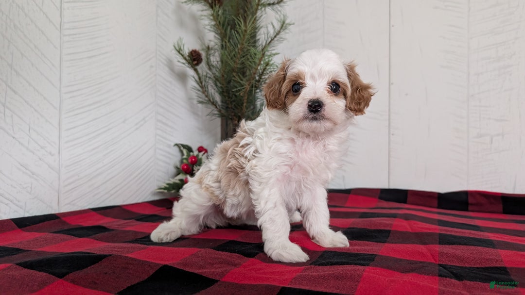 Cavapoo dogs for sale: Delilah  - Ad 7
