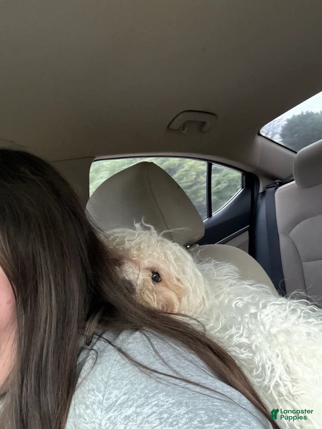 Maltipoo dogs for sale: Maltipoo 2 - Ad 2