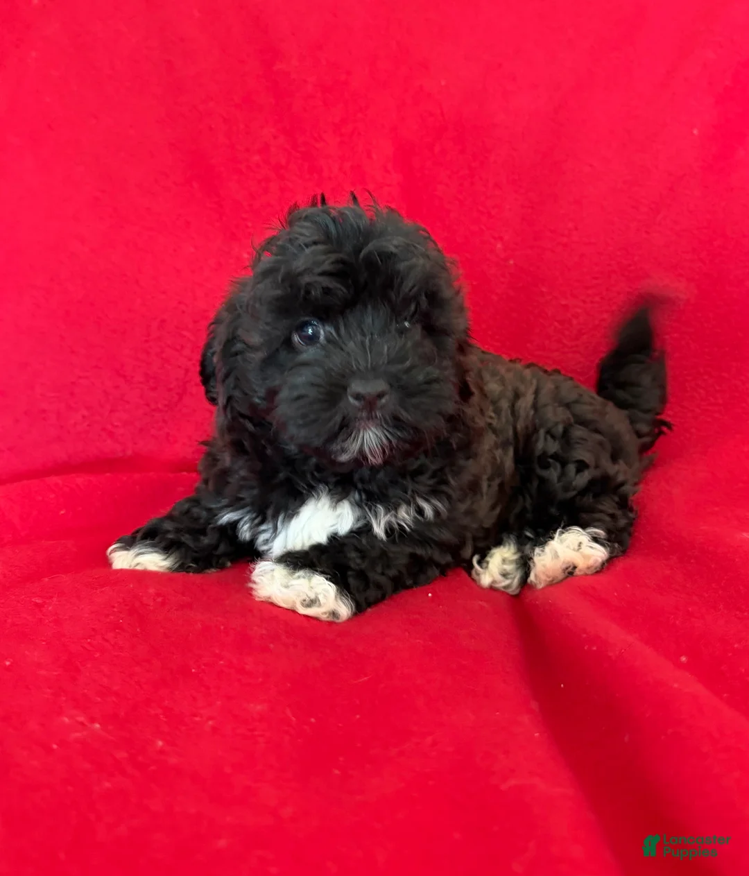 Teddy Bear dogs for sale: Logan - Ad 1