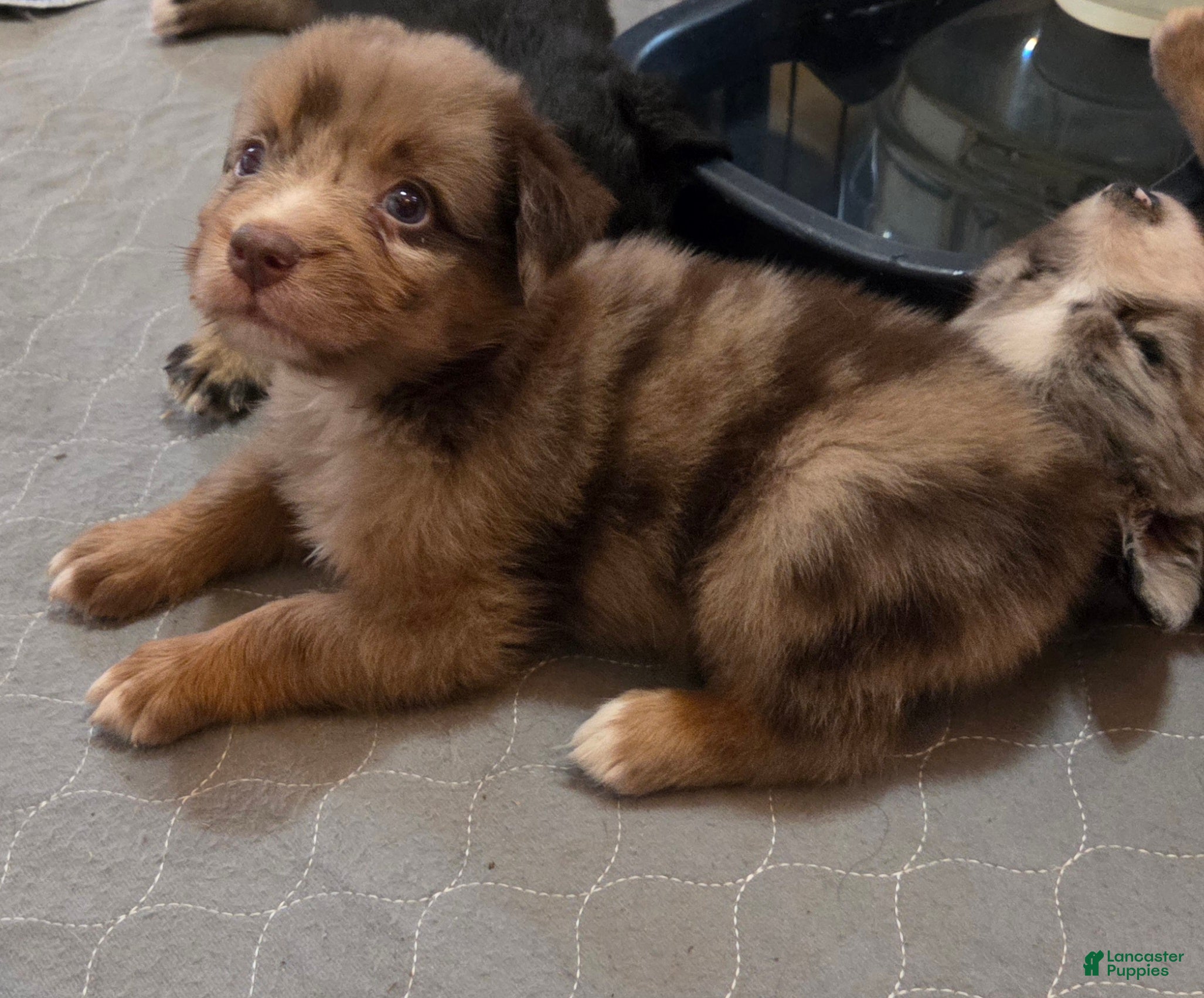 Australian Shepherd dogs Ringo - Ad 9