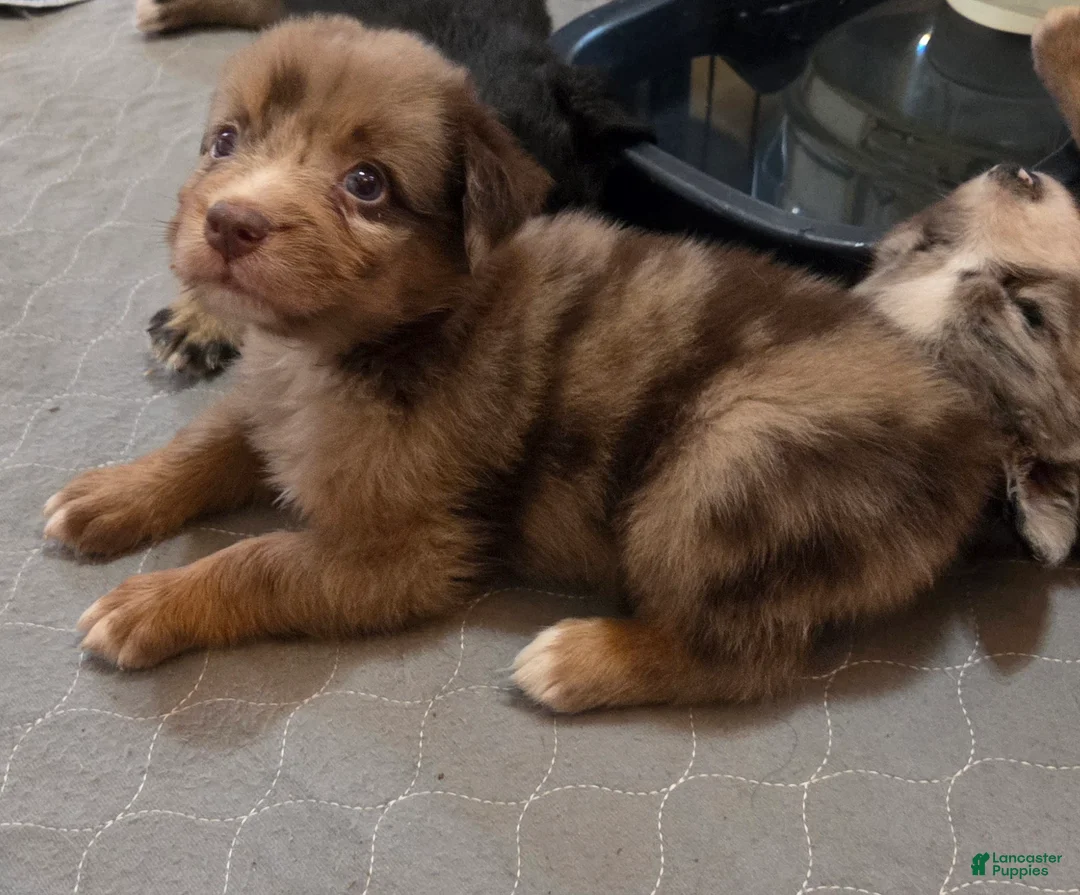 Australian Shepherd dogs for sale: Ringo - Ad 1