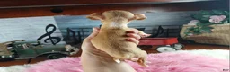 Chihuahua dogs for sale: Vanillas fawn white girl. Hand Delivery  - Ad 5