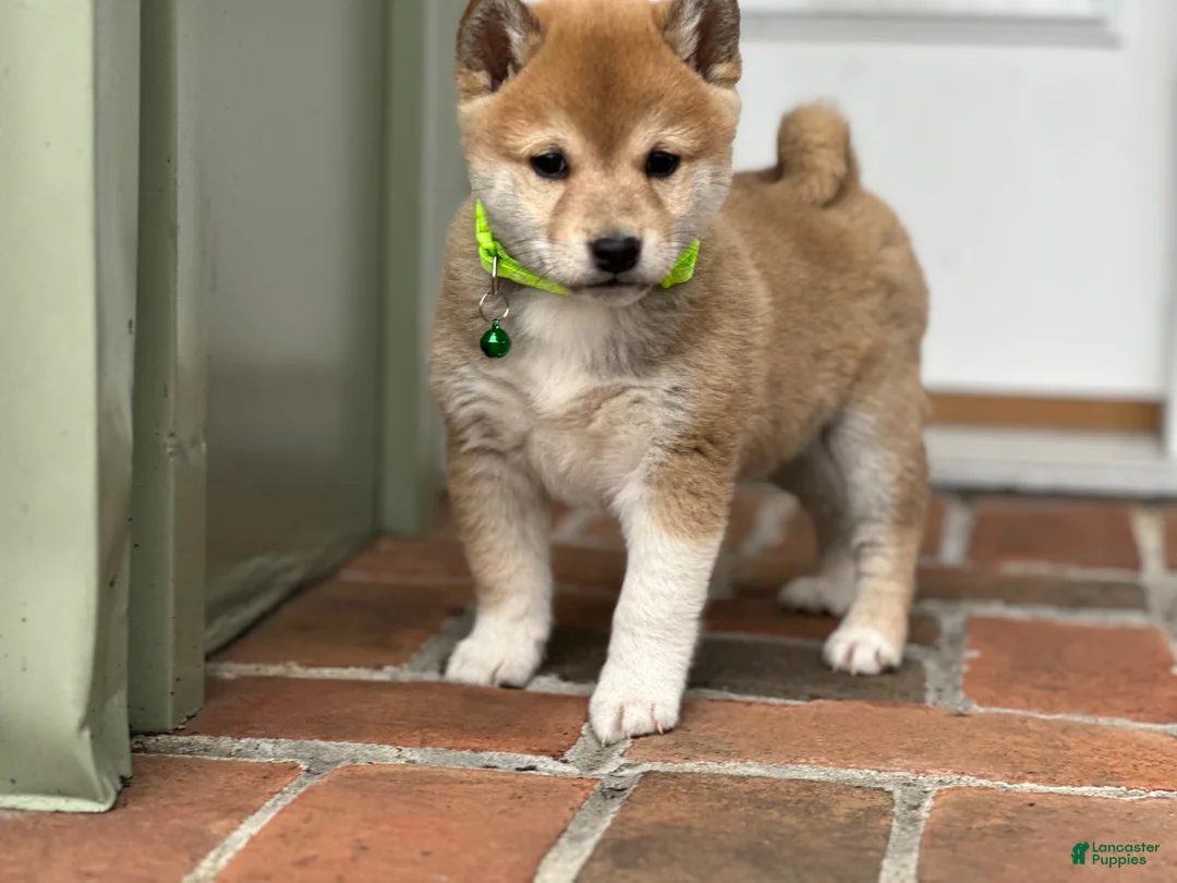 Shiba Inu dogs for sale: Max - Ad 2