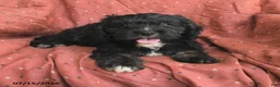 Mini Bernedoodle dogs for sale: Rover - Ad 4