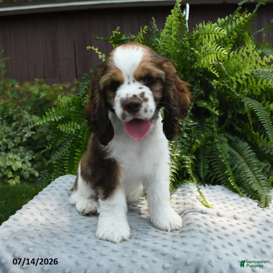 English Cocker Spaniel dogs Stormy - Ad 1