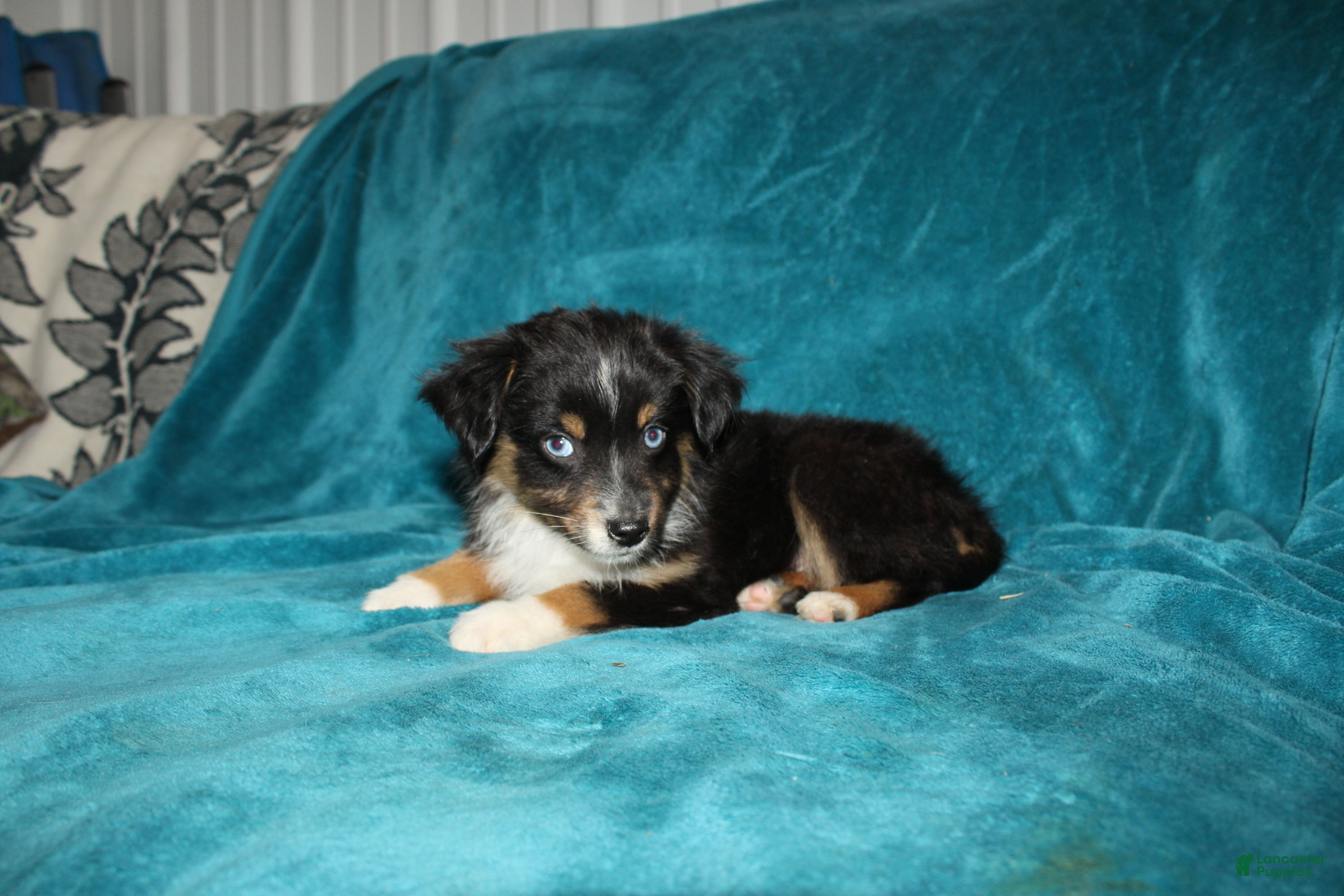 Miniature Australian Shepherd dogs for sale: Shadow - Ad 4