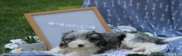 Cavapoo dogs for sale: Twinkles - Ad 3