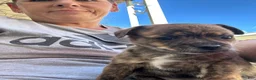 Mixed Breed dogs for sale: Mixed Breed 2 - Ad 2