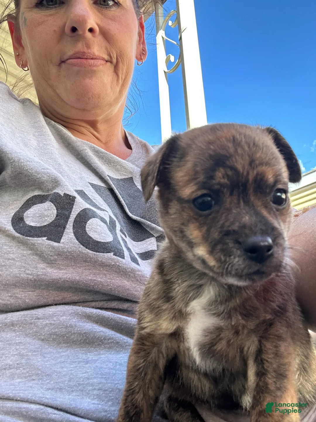 Mixed Breed dogs for sale: Mixed Breed 2 - Ad 2