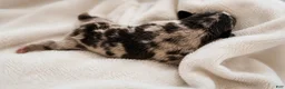 Mixed Breed dogs for sale: Poppy - Ad 2